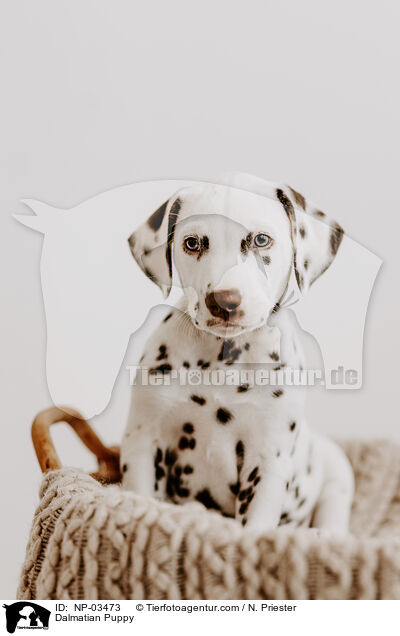 Dalmatian Puppy / NP-03473