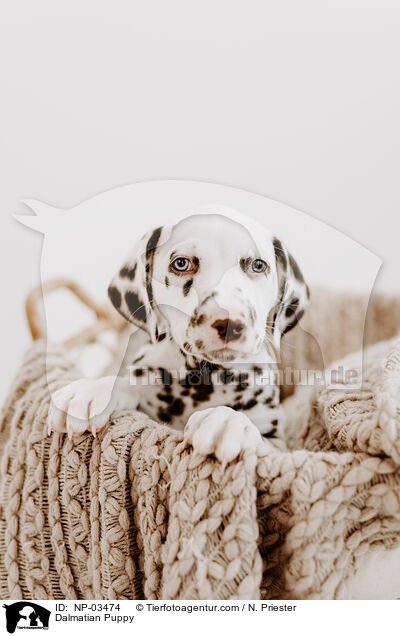 Dalmatian Puppy / NP-03474