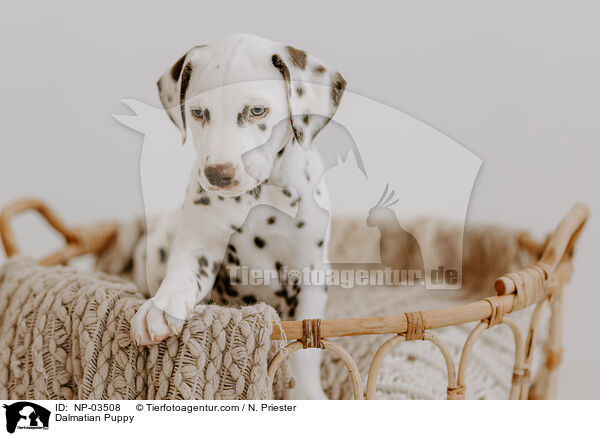 Dalmatian Puppy / NP-03508