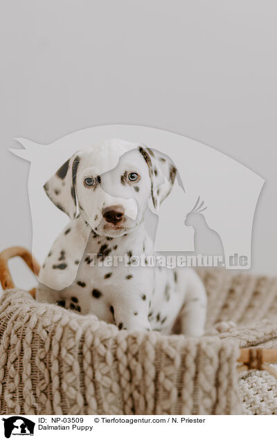 Dalmatian Puppy / NP-03509