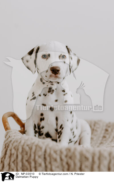 Dalmatian Puppy / NP-03510