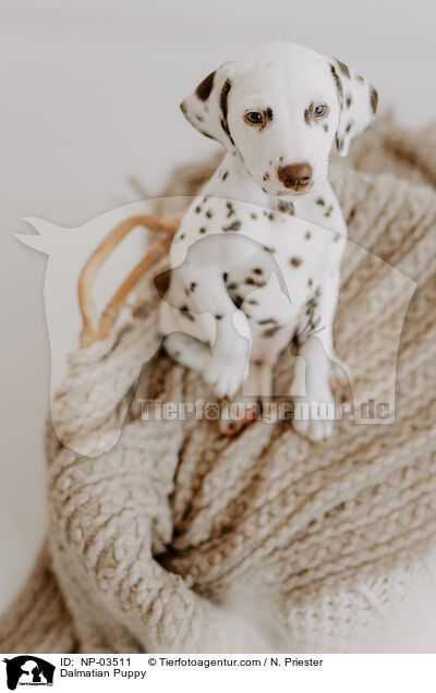 Dalmatian Puppy / NP-03511