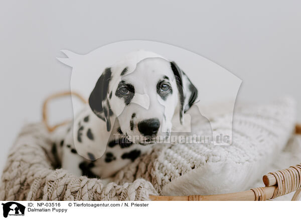 Dalmatian Puppy / NP-03516