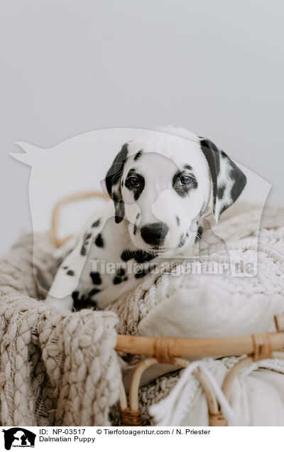 Dalmatiner Welpe / Dalmatian Puppy / NP-03517