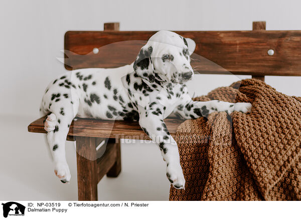 Dalmatian Puppy / NP-03519