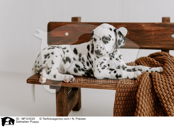 Dalmatian Puppy / NP-03520