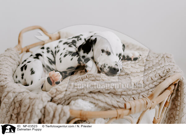 Dalmatian Puppy / NP-03523