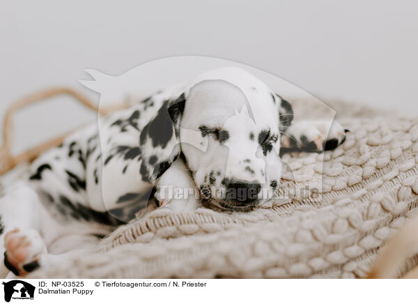 Dalmatian Puppy / NP-03525