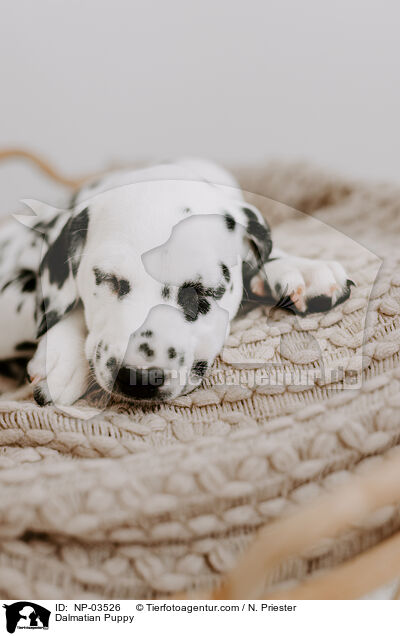 Dalmatian Puppy / NP-03526