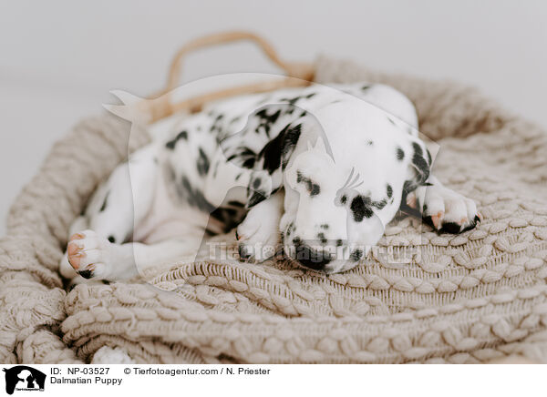 Dalmatian Puppy / NP-03527