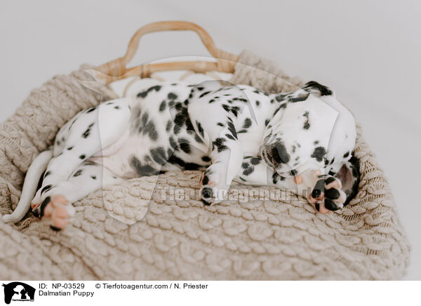 Dalmatian Puppy / NP-03529