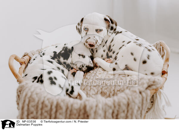 Dalmatian Puppies / NP-03536