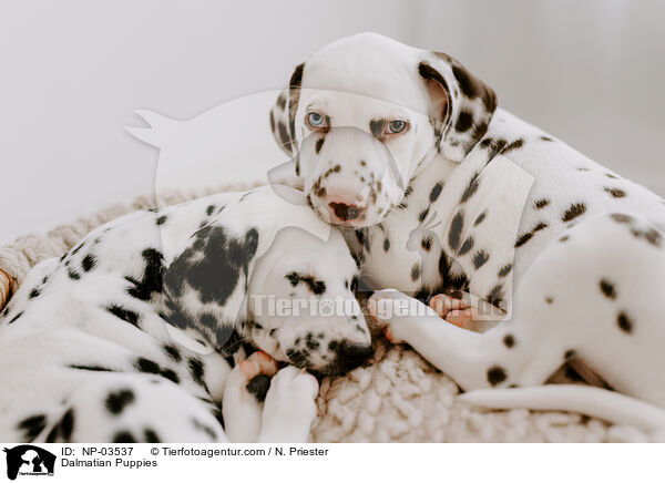 Dalmatian Puppies / NP-03537