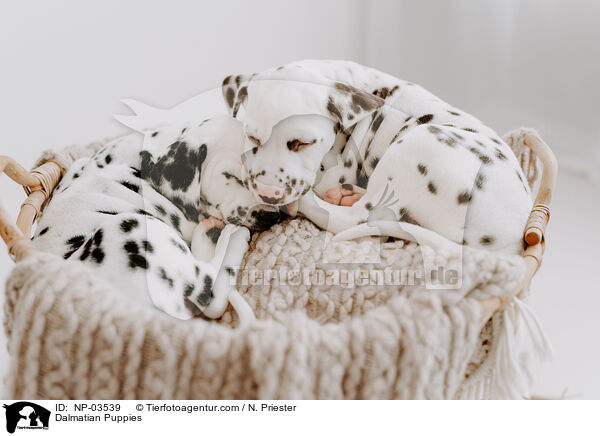 Dalmatian Puppies / NP-03539