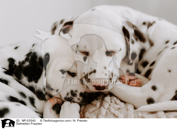 Dalmatian Puppies / NP-03540