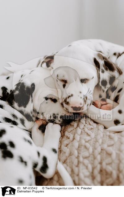Dalmatian Puppies / NP-03542