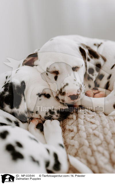 Dalmatian Puppies / NP-03544