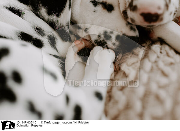 Dalmatian Puppies / NP-03545