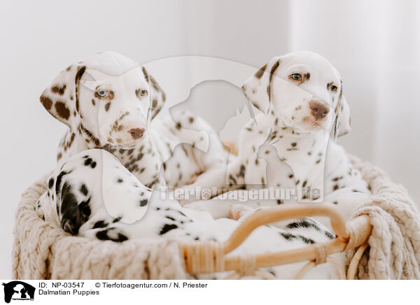 Dalmatian Puppies / NP-03547