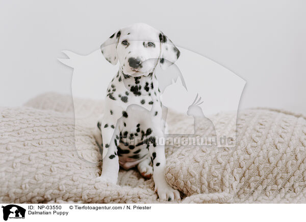 Dalmatian Puppy / NP-03550