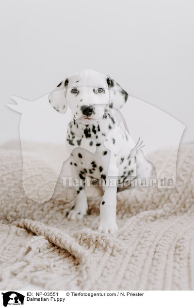 Dalmatian Puppy / NP-03551