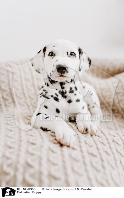 Dalmatian Puppy / NP-03555
