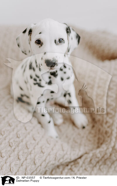 Dalmatian Puppy / NP-03557