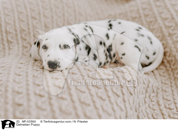 Dalmatian Puppy / NP-03560