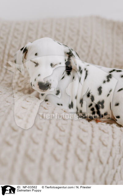 Dalmatian Puppy / NP-03562
