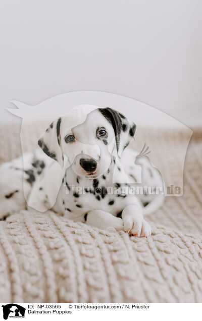 Dalmatian Puppies / NP-03565