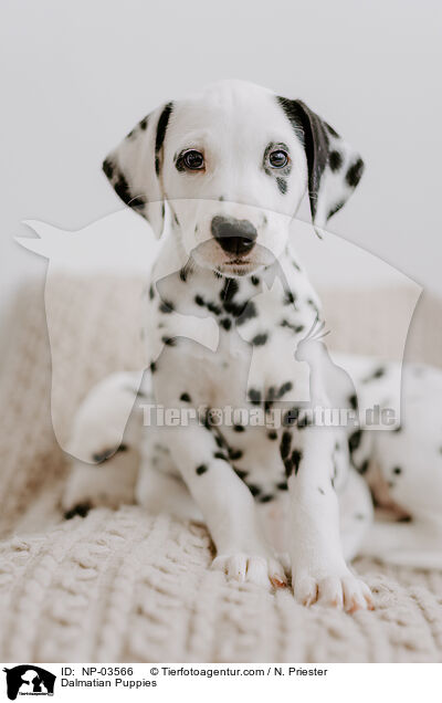 Dalmatian Puppies / NP-03566