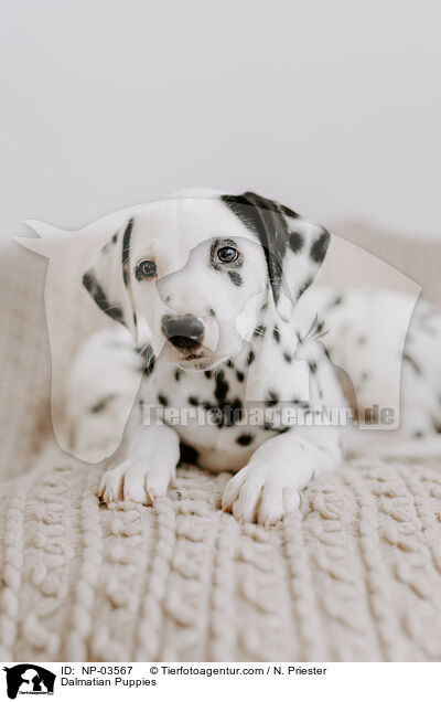 Dalmatian Puppies / NP-03567
