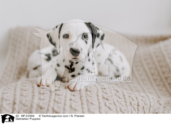 Dalmatian Puppies / NP-03568