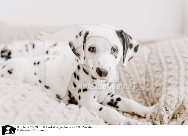 Dalmatian Puppies / NP-03570