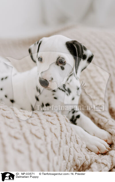 Dalmatian Puppy / NP-03571