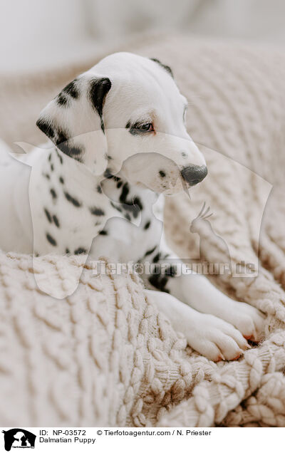 Dalmatian Puppy / NP-03572