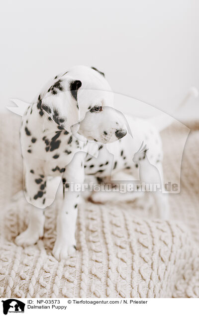 Dalmatiner Welpe / Dalmatian Puppy / NP-03573