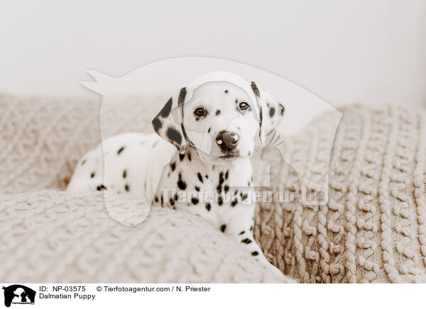 Dalmatian Puppy / NP-03575