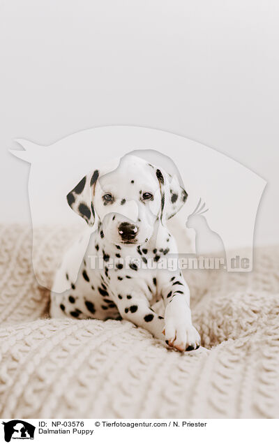 Dalmatian Puppy / NP-03576