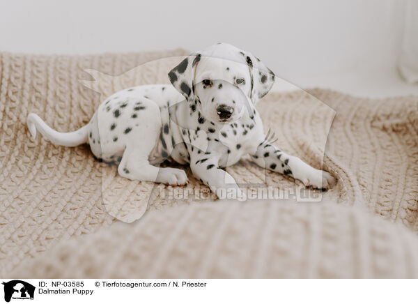 Dalmatian Puppy / NP-03585