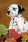 Dalmatian Puppy Portrait