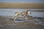 running Dalmatian