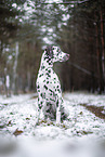 Dalmatian in the winter