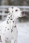 Dalmatian in snow