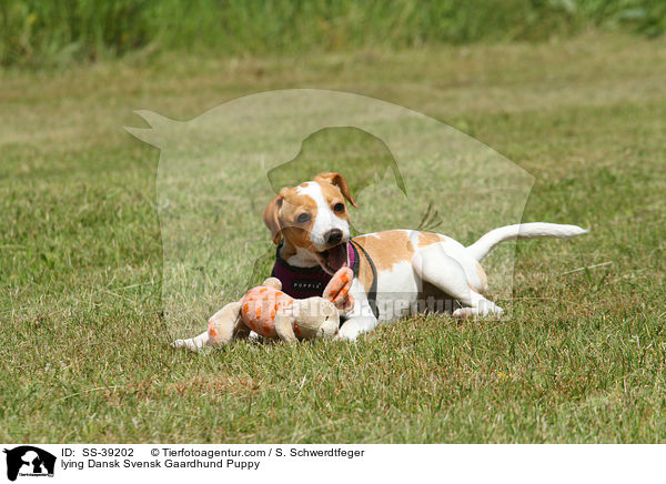 lying Dansk Svensk Gaardhund Puppy / SS-39202