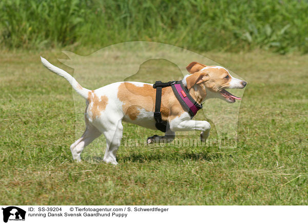 running Dansk Svensk Gaardhund Puppy / SS-39204