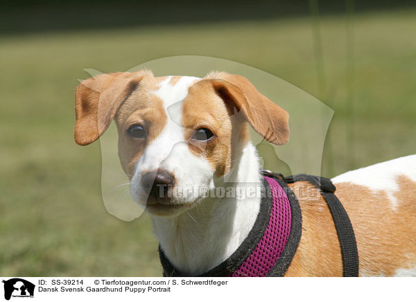 Dansk Svensk Gaardhund Puppy Portrait / SS-39214