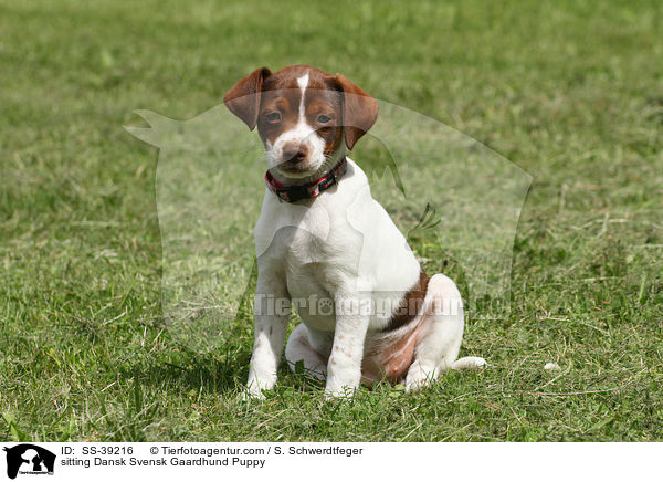 sitting Dansk Svensk Gaardhund Puppy / SS-39216