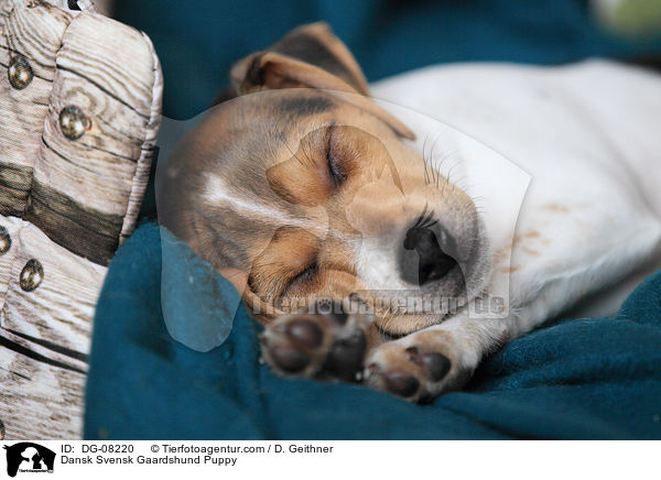 Dansk Svensk Gaardshund Puppy / DG-08220