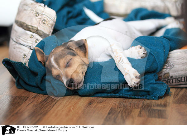 Dansk Svensk Gaardshund Puppy / DG-08222